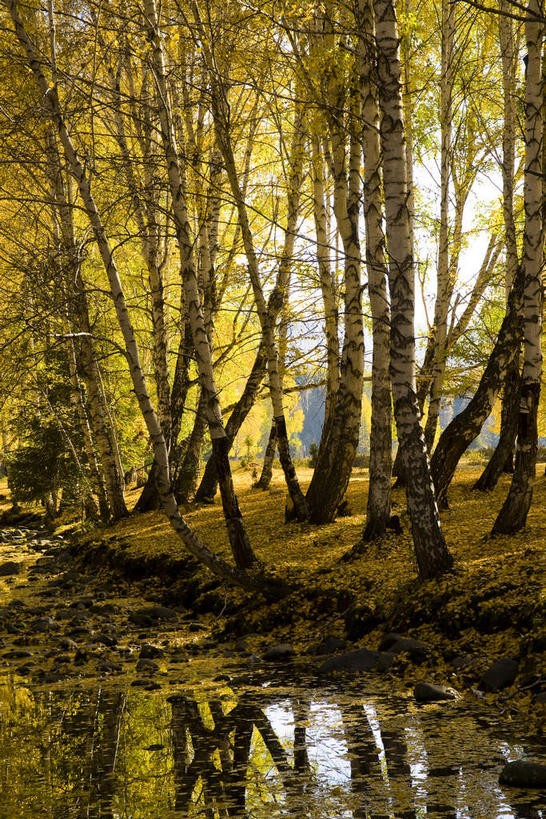 无人,竖图,室外,白天,正面,旅游,度假,湖,湖泊,美景,秋季,森林,树林,水,植物,叶子,桂林,中国,亚洲,许多,阴影,漂浮,光线,影子,湖面,景观,水流,水面,枯叶,落叶,树桩,很多,娱乐,树,树干,树木,绿色,倒影,阳光,自然,湖水,享受,休闲,木桩,景色,放松,象山,生长,成长,广西,漂流,倒映,自然风光,东亚,新疆,阿勒泰地区,伊犁,杉湖,广西壮族自治区,中华人民共和国,桂林市,流浪,新疆维吾尔自治区,西北地区,阿勒泰,阿勒泰市,伊犁哈萨克自治州,流落,流散,漂泊,飘泊,飘流,反照,象山区,秀峰区,叶,叶片,秋,秋天,彩图,新,桂林山水,榕杉湖,榕杉湖景区