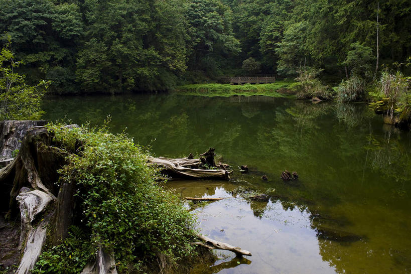 无人,横图,室外,白天,正面,旅游,度假,河流,美景,森林,树林,水,植物,台湾,中国,亚洲,河水,景观,水流,树桩,娱乐,树,树干,树木,绿色,倒影,自然,享受,休闲,木桩,景色,放松,生长,成长,倒映,自然风光,东亚,嘉义,阿里山国家风景区,阿里山,港澳台,中华人民共和国,台湾省,嘉义市,反照,彩图,台