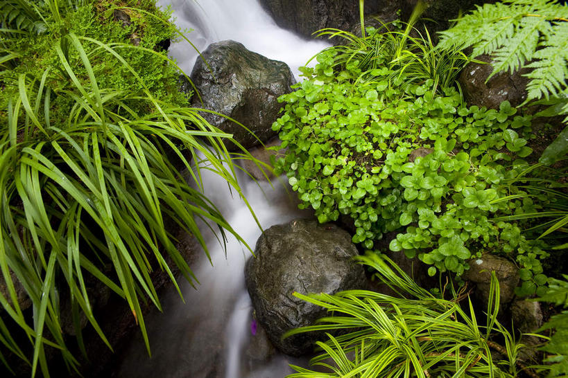无人,横图,室外,特写,白天,正面,河流,石头,美景,水,植物,叶子,香港,中国,亚洲,石子,纹理,河水,景观,水流,绿叶,绿色,小溪,自然,溪水,嫩叶,景色,港,自然风光,东亚,肌理,香港岛,香港特别行政区,港澳台,中华人民共和国,港岛,叶,叶片,叶脉,石块,岩石,彩图,黄竹坑,香港海洋公园