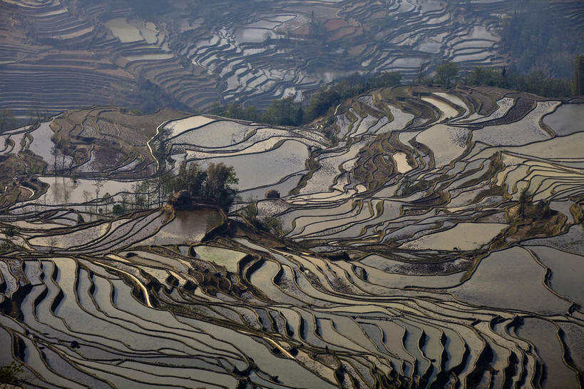 无人,农田,横图,俯视,室外,白天,旅游,度假,农业,庄稼,梯田,农作物,美景,植物,中国,亚洲,曲折,弯曲,稻田,景观,娱乐,云南,树,树木,绿色,自然,享受,休闲,景色,放松,蜿蜒,生长,成长,自然风光,东亚,元阳,云南省,中华人民共和国,西南地区,滇,红河,红河州,红河哈尼族彝族自治州,哀牢山,元阳梯田,元阳县,彩图,高角度拍摄,耕地,庄稼田,元阳哈尼族梯田