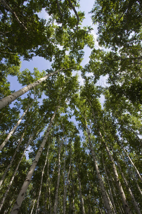 无人,竖图,室外,白天,仰视,旅游,度假,美景,森林,树林,植物,中国,亚洲,阴影,光线,影子,景观,娱乐,树,树木,蓝色,绿色,蓝天,天空,阳光,自然,天,享受,休闲,景色,放松,蒙,生长,晴朗,成长,自然风光,东亚,内蒙古,万里无云,中华人民共和国,华北地区,内蒙古自治区,呼伦贝尔,呼伦贝尔市,晴空,晴空万里,彩图,低角度拍摄