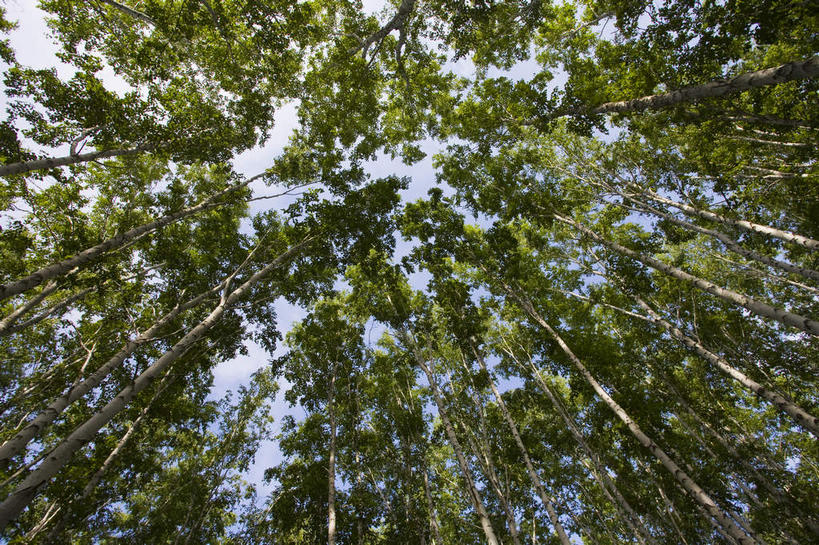 无人,横图,室外,白天,仰视,旅游,度假,美景,森林,树林,植物,中国,亚洲,阴影,光线,影子,景观,娱乐,树,树木,蓝色,绿色,蓝天,天空,阳光,自然,天,享受,休闲,景色,放松,蒙,生长,晴朗,成长,自然风光,东亚,内蒙古,万里无云,中华人民共和国,华北地区,内蒙古自治区,呼伦贝尔,呼伦贝尔市,晴空,晴空万里,彩图,低角度拍摄