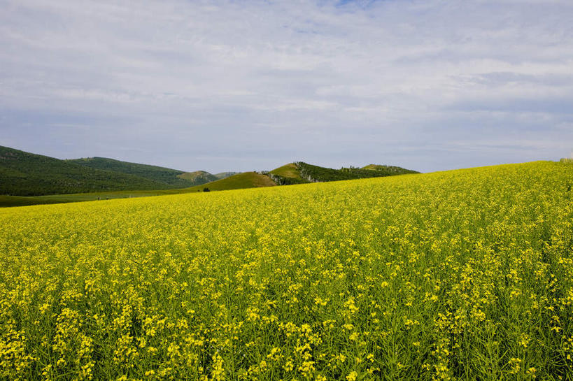 无人,农田,横图,室外,白天,正面,旅游,度假,庄稼,农作物,花海,花圃,美景,山,山脉,植物,叶子,中国,亚洲,阴影,盛开,光线,影子,景观,山峰,云,云朵,山峦,花蕾,云彩,娱乐,花,花瓣,花朵,花卉,鲜花,蓝色,绿色,白云,蓝天,天空,阳光,自然,花丛,花束,花田,群山,天,花苞,花蕊,油菜花,享受,休闲,景色,放松,蒙,晴朗,自然风光,东亚,内蒙古,中华人民共和国,华北地区,内蒙古自治区,呼伦贝尔,呼伦贝尔市,晴空,彩图,耕地,庄稼田,油菜花田,芸苔,芸薹,额尔古纳,额尔古纳市