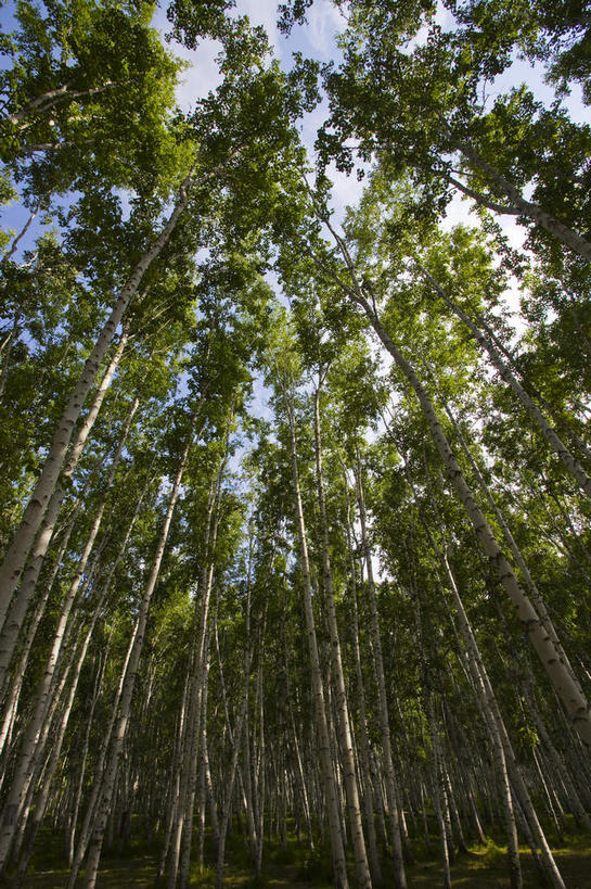 无人,竖图,室外,白天,仰视,旅游,度假,美景,森林,树林,植物,中国,亚洲,阴影,光线,影子,景观,娱乐,树,树木,蓝色,绿色,蓝天,天空,阳光,自然,天,享受,休闲,景色,放松,蒙,生长,晴朗,成长,自然风光,东亚,内蒙古,万里无云,中华人民共和国,华北地区,内蒙古自治区,呼伦贝尔,呼伦贝尔市,晴空,晴空万里,彩图,低角度拍摄