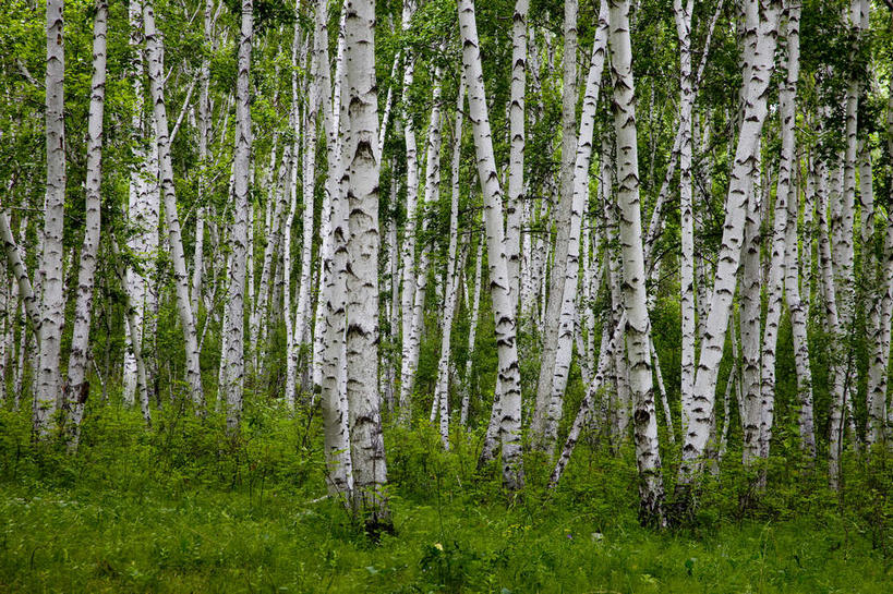 无人,横图,室外,白天,正面,旅游,度假,草地,草坪,美景,树林,植物,中国,亚洲,景观,枝条,娱乐,草,树,树木,树枝,绿色,自然,享受,休闲,景色,放松,蒙,生长,成长,自然风光,东亚,内蒙古,中华人民共和国,华北地区,内蒙古自治区,呼伦贝尔,呼伦贝尔市,虬枝,枝杈,彩图