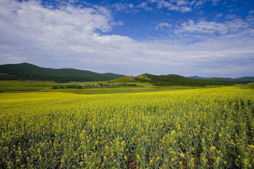 无人,农田,横图,室外,白天,正面,旅游,度假,庄稼,农作物,花海,花圃,美景,森林,山,山脉,树林,植物,叶子,中国,亚洲,阴影,盛开,光线,影子,景观,山峰,云,云朵,山峦,花蕾,云彩,娱乐,花,花瓣,花朵,花卉,鲜花,树,树木,黄色,蓝色,绿色,白云,蓝天,天空,阳光,自然,花丛,花束,花田,群山,天,花苞,花蕊,油菜花,享受,休闲,景色,放松,蒙,生长,晴朗,成长,自然风光,东亚,内蒙古,中华人民共和国,华北地区,内蒙古自治区,呼伦贝尔,呼伦贝尔市,晴空,彩图,耕地,庄稼田,油菜花田,芸苔,芸薹,额尔古纳,额尔古纳市