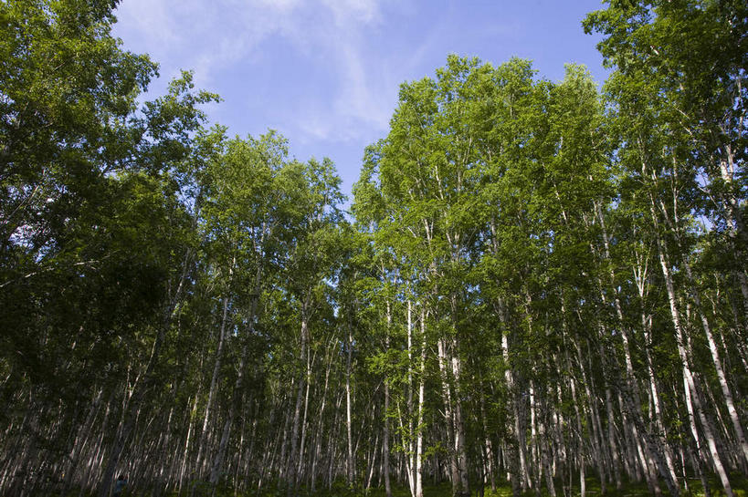 无人,横图,室外,白天,仰视,美景,森林,树林,植物,中国,亚洲,阴影,光线,影子,景观,云,云朵,树桩,云彩,树,树干,树木,蓝色,绿色,白云,蓝天,天空,阳光,自然,天,木桩,景色,蒙,生长,晴朗,成长,自然风光,东亚,内蒙古,中华人民共和国,华北地区,内蒙古自治区,呼伦贝尔,呼伦贝尔市,晴空,彩图,低角度拍摄