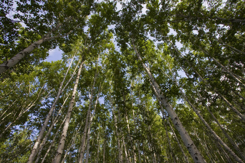 无人,横图,室外,白天,仰视,美景,森林,树林,植物,中国,亚洲,阴影,光线,影子,景观,树桩,树,树干,树木,绿色,阳光,自然,木桩,景色,蒙,生长,成长,自然风光,东亚,内蒙古,中华人民共和国,华北地区,内蒙古自治区,呼伦贝尔,呼伦贝尔市,彩图,低角度拍摄