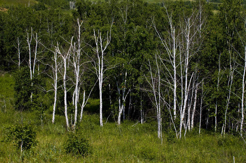 无人,横图,室外,白天,正面,旅游,度假,草地,草坪,美景,树林,植物,中国,亚洲,景观,娱乐,草,树,树木,绿色,自然,享受,休闲,景色,放松,蒙,生长,成长,自然风光,东亚,内蒙古,中华人民共和国,华北地区,内蒙古自治区,呼伦贝尔,呼伦贝尔市,彩图,额尔古纳,额尔古纳市