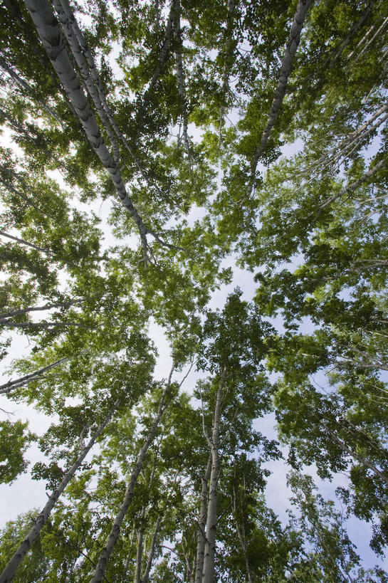 无人,竖图,室外,白天,仰视,美景,森林,树林,植物,中国,亚洲,阴影,光线,影子,景观,树桩,树,树干,树木,绿色,阳光,自然,木桩,景色,蒙,生长,成长,自然风光,东亚,内蒙古,中华人民共和国,华北地区,内蒙古自治区,呼伦贝尔,呼伦贝尔市,彩图,低角度拍摄