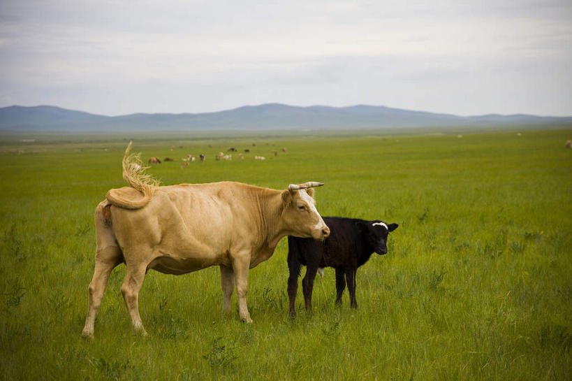 无人,站,横图,室外,白天,侧面,旅游,度假,草地,草原,美景,山,山脉,植物,牛,中国,亚洲,许多,景观,旷野,山峰,云,云朵,山峦,很多,云彩,注视,娱乐,草,蓝色,绿色,白云,蓝天,天空,自然,动物,群山,天,观察,看,站着,享受,休闲,家畜,景色,放松,蒙,牲畜,晴朗,观看,察看,关注,自然风光,原野,东亚,内蒙古,中华人民共和国,华北地区,内蒙古自治区,晴空,站立,彩图,全身,锡林浩特,锡林浩特市