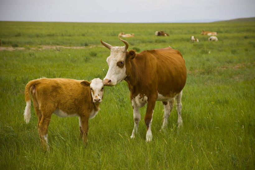 无人,农场,站,横图,全景,室外,白天,正面,旅游,度假,畜牧业,牧场,草地,草原,美景,天际线,植物,牛,中国,亚洲,许多,阴影,光线,影子,景观,旷野,很多,注视,娱乐,草,绿色,天空,阳光,自然,动物,天,观察,看,站着,享受,休闲,家畜,景色,放松,蒙,牲畜,观看,察看,关注,自然风光,原野,东亚,内蒙古,畜牧,中华人民共和国,华北地区,牧业,内蒙古自治区,站立,彩图,全身,锡林浩特,锡林浩特市