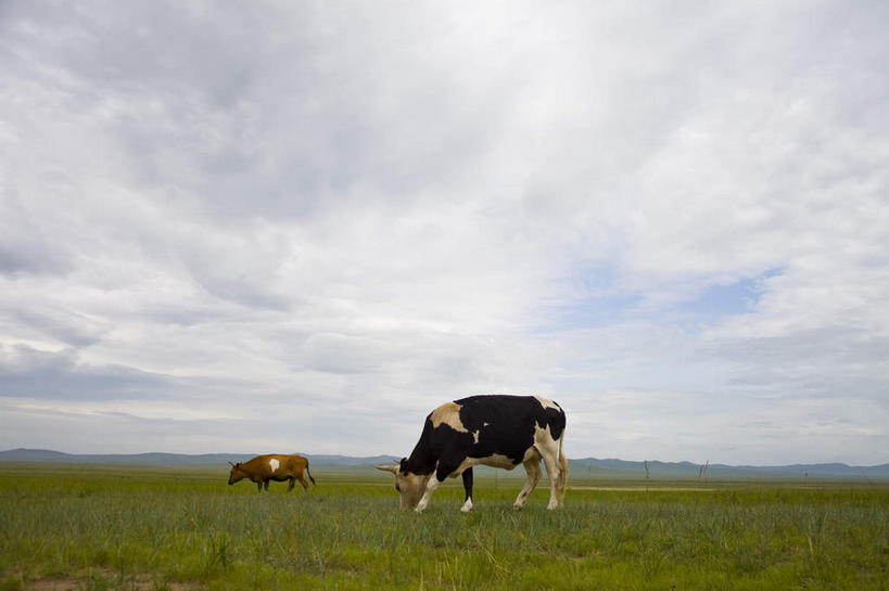无人,农场,站,横图,室外,白天,仰视,旅游,度假,畜牧业,牧场,草地,草原,美景,植物,牛,中国,亚洲,阴影,光线,影子,景观,旷野,云,云朵,云彩,注视,娱乐,草,蓝色,绿色,白云,蓝天,天空,阳光,自然,动物,天,低头,观察,看,站着,享受,休闲,家畜,景色,放松,蒙,牲畜,晴朗,观看,察看,关注,自然风光,原野,东亚,内蒙古,畜牧,中华人民共和国,华北地区,牧业,垂头,内蒙古自治区,晴空,站立,彩图,低角度拍摄,全身,锡林浩特,锡林浩特市