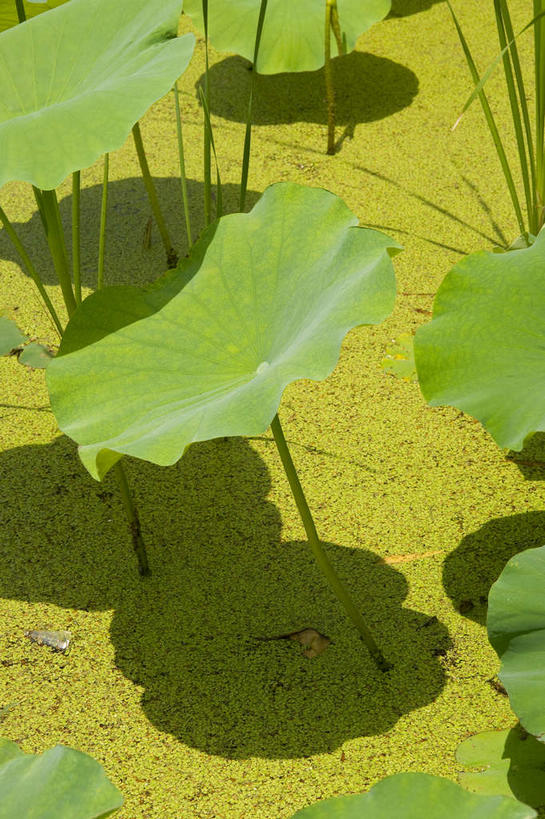 无人,竖图,俯视,室外,白天,湖,湖泊,美景,水,植物,叶子,北京,中国,亚洲,阴影,光线,影子,湖面,景观,水流,水面,荷叶,水草,首都,绿色,阳光,自然,湖水,景色,生长,成长,莲花池,水藻,藻类,自然风光,东亚,中华人民共和国,北京市,京,北平,华北地区,莲叶,丰台区,叶,叶片,彩图,高角度拍摄,莲花池公园