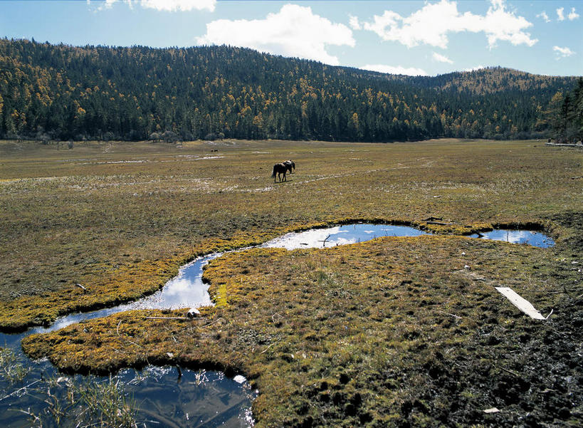 无人,站,横图,室外,白天,侧面,旅游,度假,湖,湖泊,美景,森林,山,山脉,树林,水,植物,羊,香格里拉,中国,亚洲,阴影,枯萎,光线,影子,湖面,景观,山峰,水流,水面,云,云朵,枯草,山峦,云彩,注视,娱乐,迪庆,云南,草,树,树木,一只,黄色,蓝色,绿色,白云,倒影,蓝天,天空,阳光,自然,动物,湖水,群山,天,观察,看,站着,享受,休闲,家畜,景色,放松,牲畜,生长,晴朗,成长,观看,察看,倒映,关注,自然风光,东亚,中甸,迪庆藏族自治州,云南省,中华人民共和国,西南地区,滇,迪庆州,反照,香格里拉县,晴空,绵羊,站立,彩图,碧塔海自然保护区