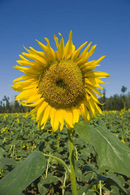 无人,农田,竖图,室外,白天,正面,爱情,幸福,庄稼,农作物,花海,花圃,美景,太阳,植物,向日葵,叶子,阴影,盛开,光线,影子,景观,绿叶,花蕾,花,花瓣,花朵,花卉,鲜花,树,树木,蓝色,绿色,蓝天,天空,阳光,自然,花丛,花束,花田,天,花苞,花蕊,嫩叶,景色,生长,晴朗,成长,自然风光,光辉,沉默,忠诚,万里无云,勇敢,投缘,爱慕,高傲,朝阳花,葵花,望日莲,向阳花,转日莲,叶,叶片,晴空,晴空万里,彩图,耕地,庄稼田,向日葵田
