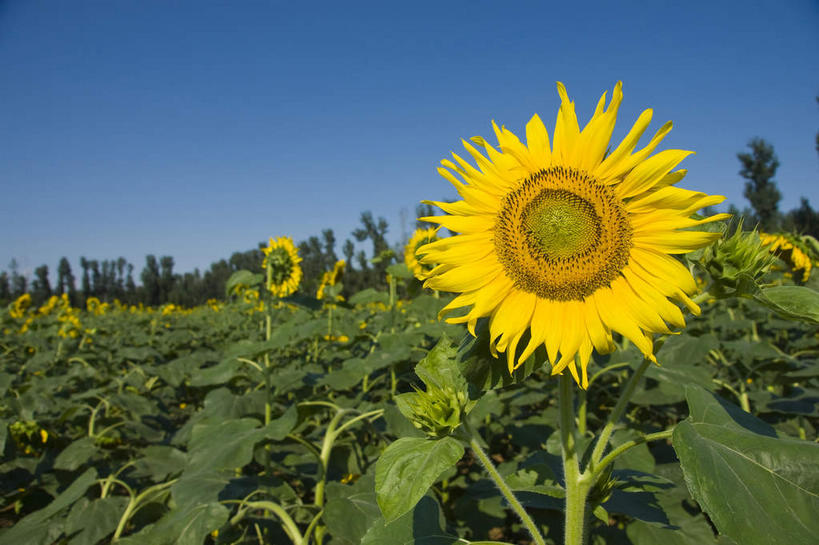 无人,农田,横图,室外,白天,正面,爱情,幸福,庄稼,农作物,花海,花圃,美景,太阳,植物,向日葵,叶子,阴影,盛开,光线,影子,景观,绿叶,花蕾,花,花瓣,花朵,花卉,鲜花,树,树木,蓝色,绿色,蓝天,天空,阳光,自然,花丛,花束,花田,天,花苞,花蕊,嫩叶,景色,生长,晴朗,成长,自然风光,光辉,沉默,忠诚,万里无云,勇敢,投缘,爱慕,高傲,朝阳花,葵花,望日莲,向阳花,转日莲,叶,叶片,晴空,晴空万里,彩图,耕地,庄稼田,向日葵田
