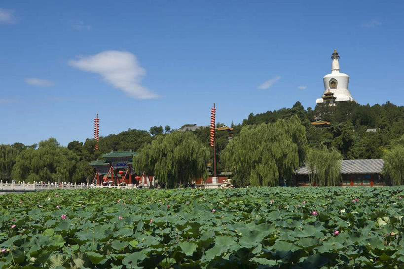 无人,公园,横图,室外,白天,正面,旅游,度假,纯洁,标志建筑,地标,建筑,莲花,叶子,北海公园,北京,中国,亚洲,阴影,光线,影子,池塘,水池,云,云朵,塔,荷叶,首都,云彩,娱乐,建设,宝塔,白塔,佛塔,蓝色,白云,蓝天,天空,阳光,天,享受,休闲,旅游胜地,放松,晴朗,富贵,神圣,东亚,纯净,中华人民共和国,北京市,京,北平,华北地区,莲叶,六月花神,正直,北京北海公园,浮图,浮屠,鞭蕖,鞭蓉,芙蕖,菡萏,荷花,六月春,藕花,水旦,水芙蓉,水华,水芸,溪客,叶,叶片,晴空,彩图,塔婆,浮图塔,浮头,佛图,北海白塔,琼华岛