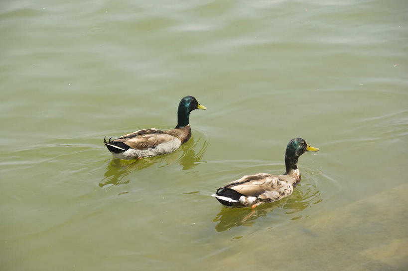 游泳,无人,横图,俯视,室外,白天,湖,湖泊,美景,水,鸟,北京,中国,亚洲,阴影,波纹,光线,鸟类,鸭,鸭子,影子,湖面,景观,水流,水面,涟漪,首都,注视,家禽,水纹,阳光,自然,动物,波浪,湖水,观察,看,两只,景色,牲畜,观看,莲花池,察看,关注,自然风光,绿头鸭,东亚,中华人民共和国,北京市,京,北平,华北地区,水晕,泅水,丰台区,大红腿鸭,大绿头,大麻鸭,对鸭,拍浮,官鸭,彩图,高角度拍摄,全身,莲花池公园