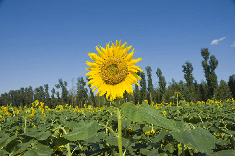 无人,农田,横图,室外,白天,正面,爱情,旅游,度假,幸福,庄稼,农作物,花海,花圃,美景,太阳,植物,向日葵,叶子,阴影,盛开,光线,影子,景观,云,云朵,绿叶,花蕾,云彩,娱乐,花,花瓣,花朵,花卉,鲜花,树,树木,蓝色,绿色,白云,蓝天,天空,阳光,自然,花丛,花束,花田,天,花苞,花蕊,享受,休闲,嫩叶,景色,放松,生长,晴朗,成长,自然风光,光辉,沉默,忠诚,勇敢,投缘,爱慕,高傲,朝阳花,葵花,望日莲,向阳花,转日莲,叶,叶片,晴空,彩图,耕地,庄稼田,向日葵田