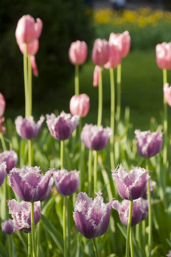 无人,竖图,室外,特写,白天,正面,爱情,美景,郁金香,叶子,北京,中国,亚洲,许多,阴影,朦胧,模糊,盛开,光线,影子,景观,绿叶,首都,很多,祝福,花蕾,花,花瓣,花朵,鲜花,粉色,紫色,阳光,自然,花苞,花蕊,嫩叶,景色,表白,自然风光,荣誉,东亚,中华人民共和国,北京市,京,北平,华北地区,中山公园,永恒,北京中山公园,叶,叶片,郁香,洋荷花,草麝香,彩图