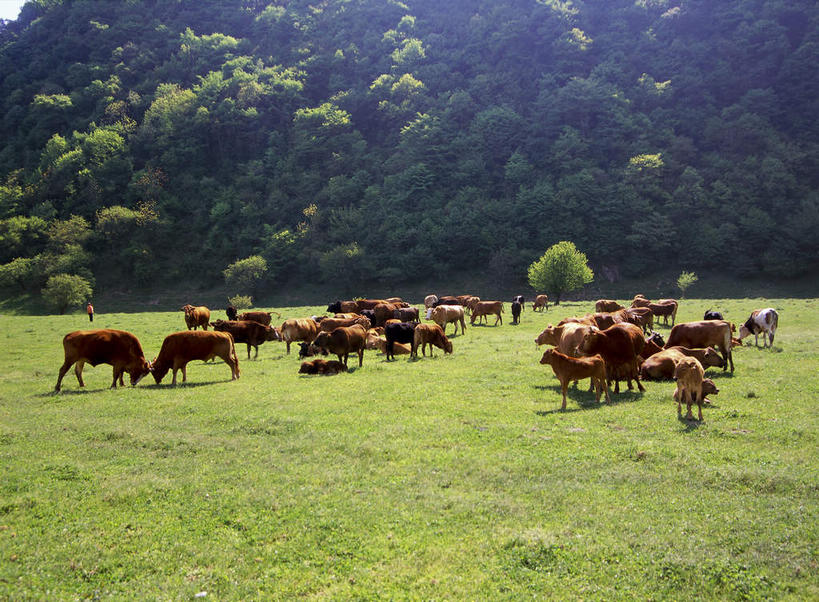 无人,农场,站,横图,室外,白天,旅游,度假,畜牧业,牧场,草地,草坪,美景,植物,牛,中国,亚洲,许多,阴影,光线,影子,景观,面,很多,注视,娱乐,草,树,树木,绿色,阳光,自然,动物,观察,看,站着,享受,休闲,家畜,景色,放松,牲畜,生长,成长,观看,察看,关注,自然风光,东亚,湖北,湖北省,神农架,畜牧,中华人民共和国,牧业,华中地区,鄂,站立,彩图,全身,华中屋脊,神农架林区,神农架自然保护区,林区