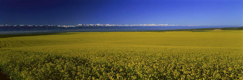 无人,农田,横图,全景,室外,白天,正面,旅游,度假,庄稼,农作物,花海,花圃,美景,山,山脉,天际线,植物,叶子,中国,亚洲,阴影,盛开,光线,影子,景观,山峰,山峦,花蕾,娱乐,花,花瓣,花朵,花卉,鲜花,黄色,蓝色,绿色,蓝天,天空,阳光,自然,花丛,花束,花田,群山,天,花苞,花蕊,油菜花,享受,休闲,景色,放松,晴朗,自然风光,东亚,新疆,伊犁,万里无云,中华人民共和国,新疆维吾尔自治区,西北地区,伊犁哈萨克自治州,晴空,晴空万里,彩图,耕地,庄稼田,油菜花田,芸苔,芸薹,新,昭苏,昭苏草原,昭苏县