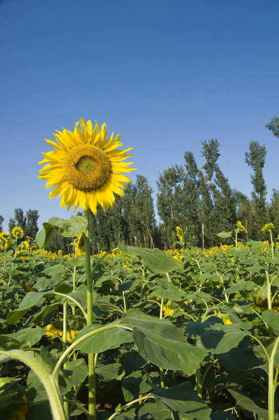 无人,农田,竖图,室外,白天,正面,爱情,旅游,度假,幸福,庄稼,农作物,花海,花圃,美景,树林,太阳,植物,向日葵,叶子,阴影,盛开,光线,影子,景观,绿叶,花蕾,娱乐,花,花瓣,花朵,花卉,鲜花,树,树木,黄色,蓝色,绿色,蓝天,天空,阳光,自然,花丛,花束,花田,天,花苞,花蕊,享受,休闲,嫩叶,景色,放松,生长,晴朗,成长,自然风光,光辉,沉默,忠诚,万里无云,勇敢,投缘,爱慕,高傲,朝阳花,葵花,望日莲,向阳花,转日莲,叶,叶片,晴空,晴空万里,彩图,耕地,庄稼田,向日葵田