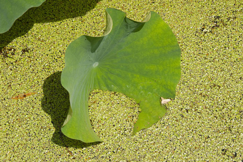 无人,横图,俯视,室外,特写,白天,美景,植物,叶子,北京,中国,亚洲,阴影,光线,影子,池塘,景观,水池,荷叶,浮萍,首都,绿色,阳光,自然,景色,生长,成长,莲花池,自然风光,水生植物,东亚,中华人民共和国,北京市,京,北平,华北地区,莲叶,丰台区,叶,叶片,彩图,高角度拍摄,青萍,莲花池公园