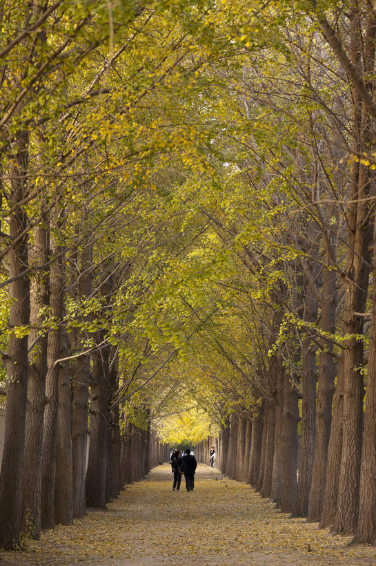 东方人,两个人,走,竖图,室外,白天,旅游,度假,美景,秋季,植物,道路,路,公路,银杏树,叶子,北京,中国,亚洲,一排,许多,行人,服装,整齐,景观,枯叶,落叶,交通,首都,很多,休闲装,黄种人,娱乐,路人,树,树木,排列,背面,衣服,绿色,自然,享受,休闲,休闲服,景色,放松,服饰,生长,成长,队列,自然风光,东亚,海淀区,中华人民共和国,北京市,京,北平,华北地区,鸭脚树,过客,男人,男性,年轻男性,年轻女性,女人,女性,亚洲人,叶,叶片,秋,秋天,马路,银杏,公孙树,白果,步行,散步,走路,彩图,全身,钓鱼台,钓鱼台国宾馆,玉渊潭,玉渊潭公园