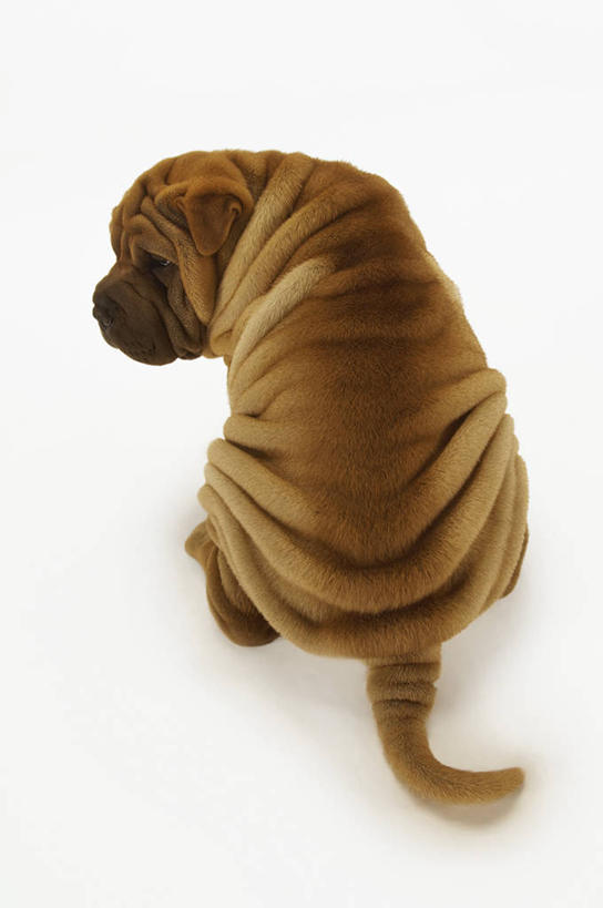 无人,坐,竖图,俯视,室内,白天,白色背景,宠物,狗,阴影,反射,影子,沙皮狗,扭头,注视,一只,动物,观察,看,转头,可爱,摄影,影棚,观看,察看,关注,忠诚,沙皮,沙皮犬,犬,坐着,彩图,高角度拍摄,全身,影棚拍摄,拍摄