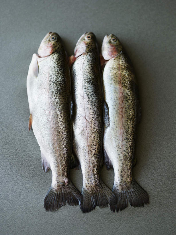 无人,竖图,俯视,室内,特写,白天,桌面,桌子,一排,整齐,木制,鱼,鱼类,排列,木制品,摄影,影棚,三条,队列,彩图,高角度拍摄,全身,影棚拍摄,拍摄