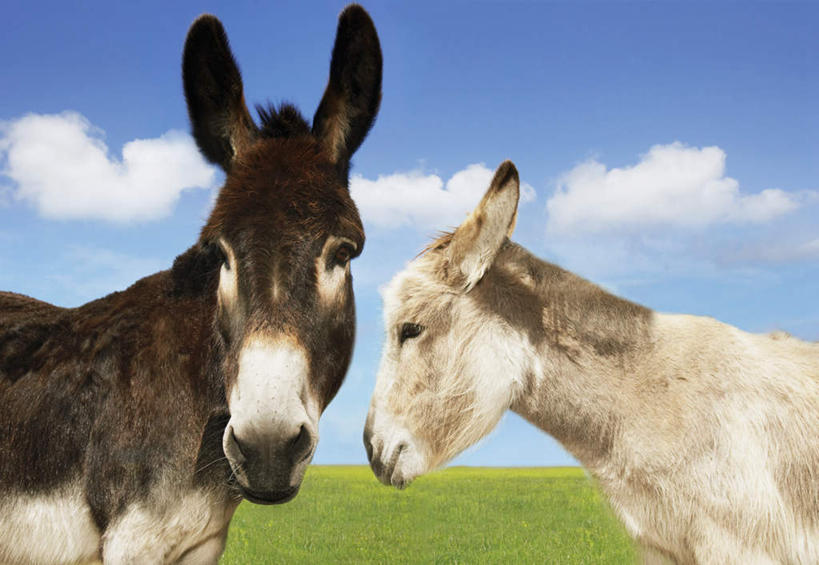 无人,站,横图,室外,特写,白天,侧面,草地,草坪,美景,植物,野生动物,两头,阴影,光线,影子,景观,云,云朵,云彩,扭头,注视,草,蓝色,绿色,白云,蓝天,天空,阳光,自然,动物,天,观察,看,站着,转头,景色,可爱,活泼,晴朗,观看,察看,关注,自然风光,驴,驴子,野驴,非洲野驴,晴空,站立,半身,彩图