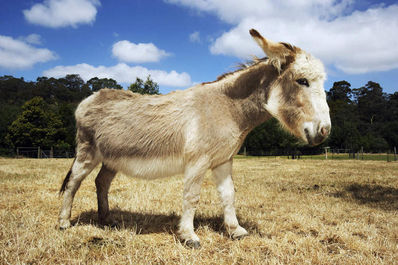 无人,站,横图,室外,白天,侧面,美景,植物,野生动物,一头,阴影,枯萎,光线,影子,景观,云,云朵,枯草,云彩,注视,草,树,树木,黄色,蓝色,绿色,白云,蓝天,天空,阳光,自然,动物,天,观察,看,站着,景色,可爱,活泼,生长,晴朗,成长,观看,察看,关注,自然风光,驴,驴子,野驴,非洲野驴,晴空,站立,彩图,全身