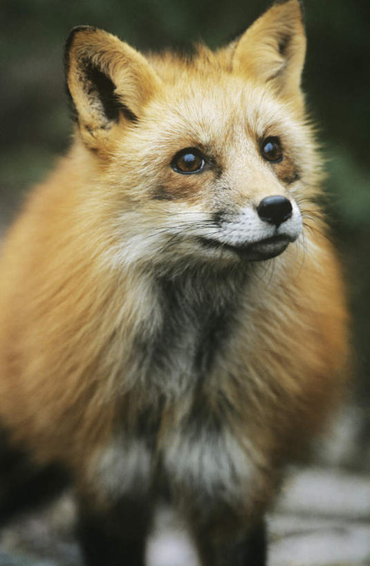 无人,站,竖图,室外,特写,白天,正面,美景,狐狸,野生动物,朦胧,模糊,景观,注视,一只,自然,动物,观察,看,站着,景色,观看,察看,关注,自然风光,狡猾,狡诈,火狐,红狐,赤狐,草狐,站立,半身,彩图