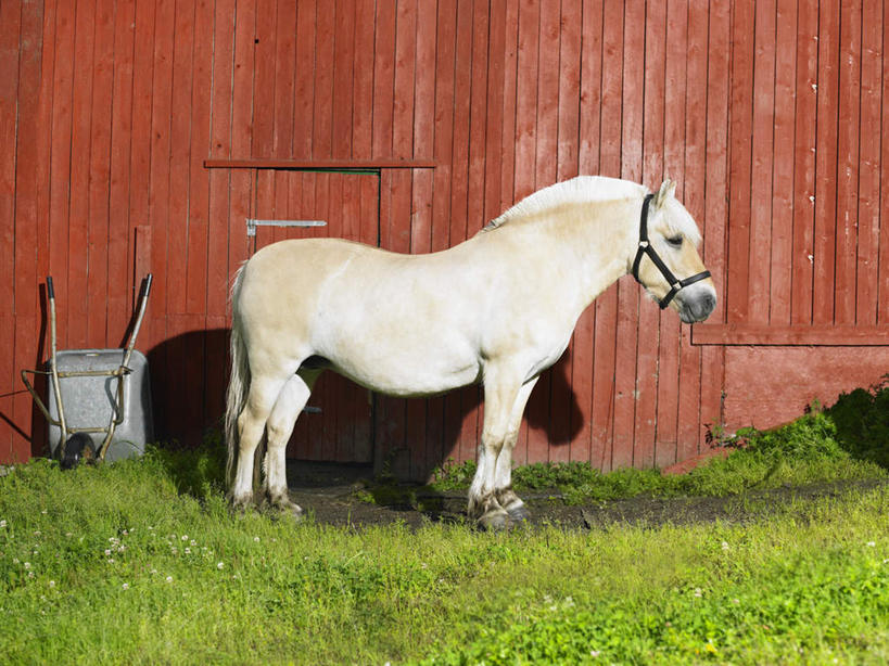 无人,农场,横图,室外,白天,侧面,畜牧业,牧场,草地,草坪,美景,植物,一辆,停靠,木制,墙,景观,马厩,马场,墙壁,墙面,车,草,绿色,自然,木制品,手推车,交通工具,景色,独轮车,自然风光,载具,畜牧,牧业,彩图,全身
