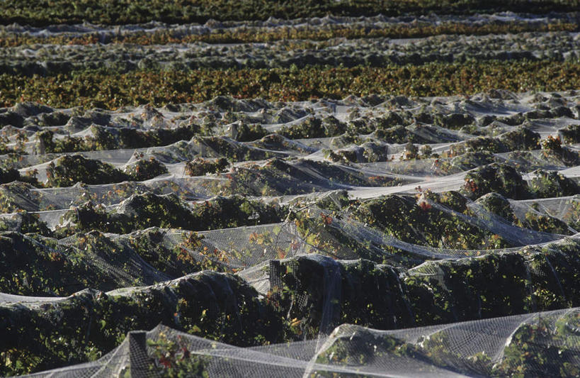 无人,果园,横图,俯视,室外,白天,旅游,度假,草地,草坪,美景,田园,植物,澳大利亚,阴影,光线,影子,塑料,景观,果树,娱乐,葡萄园,草,树,树木,绿色,阳光,自然,塑料制品,享受,休闲,景色,放松,生长,成长,自然风光,大洋洲,澳洲,南方大陆,田庄,澳大利亚联邦,维多利亚,维多利亚州,莫宁顿半岛,园子,彩图,高角度拍摄