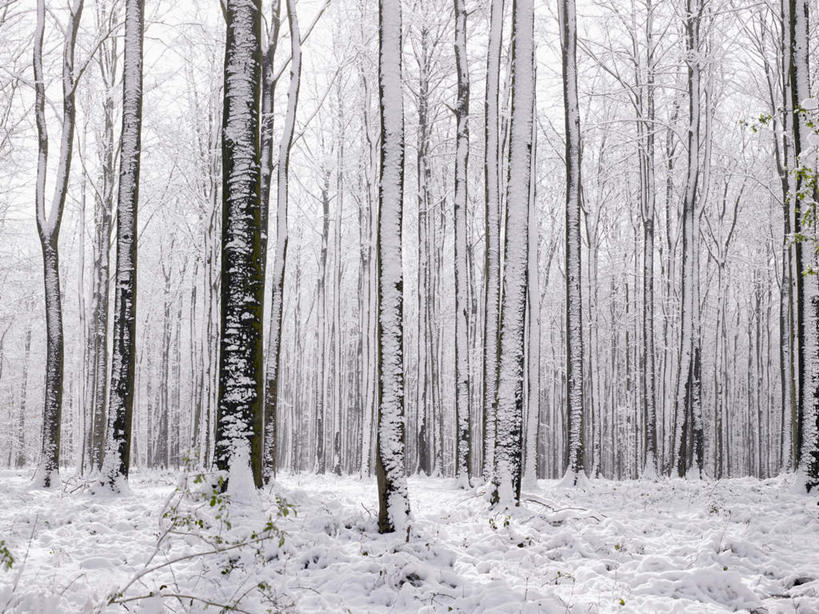 无人,横图,室外,白天,正面,旅游,度假,安全,美景,山,树林,雪,雪山,植物,大雪,比利时,欧洲,平静,冰,积雪,景观,山峰,雪景,冬季,冬天,树桩,山峦,首都,娱乐,树,树干,树木,绿色,自然,享受,休闲,木桩,景色,放松,寒冷,生长,成长,宁静,冰冷,西欧,自然风光,和平,安详,布鲁塞尔,严寒,冰凉,酷寒,凛冽,凛凛,极冷,比利时王国,太平,安适,安好,宁靖,彩图