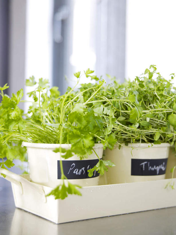 无人,竖图,室内,特写,白天,正面,美景,植物,窗户,桌面,桌子,芹菜,蔬菜,花盆,阴影,朦胧,模糊,光线,木制,盆栽,影子,景观,盆景,两盆,玻璃窗,绿色,阳光,自然,木制品,景色,荷兰芹,欧芹,香芹,生长,成长,自然风光,法香,巴西利,洋香菜,洋芫荽,法国香菜,旱芹菜,番荽,彩图