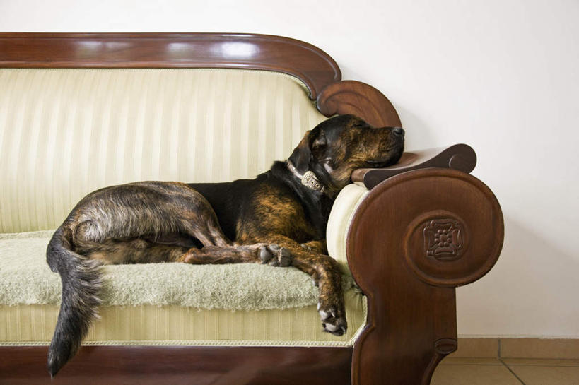 无人,客厅,闭眼,横图,室内,白天,侧面,沙发,宠物,狗,墙,墙壁,墙面,一只,动物,趴着,可爱,起居室,寻回犬,忠诚,寻回狗,客堂,犬,闭眼睛,闭着眼,闭着眼睛,趴,彩图,全身,平毛寻回猎犬,平毛寻回犬