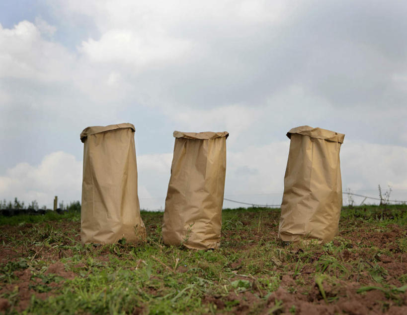 无人,农田,横图,室外,白天,正面,旅游,度假,庄稼,农作物,美景,袋子,英国,欧洲,景观,云,云朵,云彩,麻袋,娱乐,三个,蓝色,白云,蓝天,天空,自然,容器,天,享受,休闲,景色,放松,晴朗,储藏,西欧,储存,自然风光,大不列颠,大不列颠及北爱尔兰联合王国,大不列颠联合王国,日不落英帝国,德文郡,晴空,彩图,耕地,庄稼田,贮存