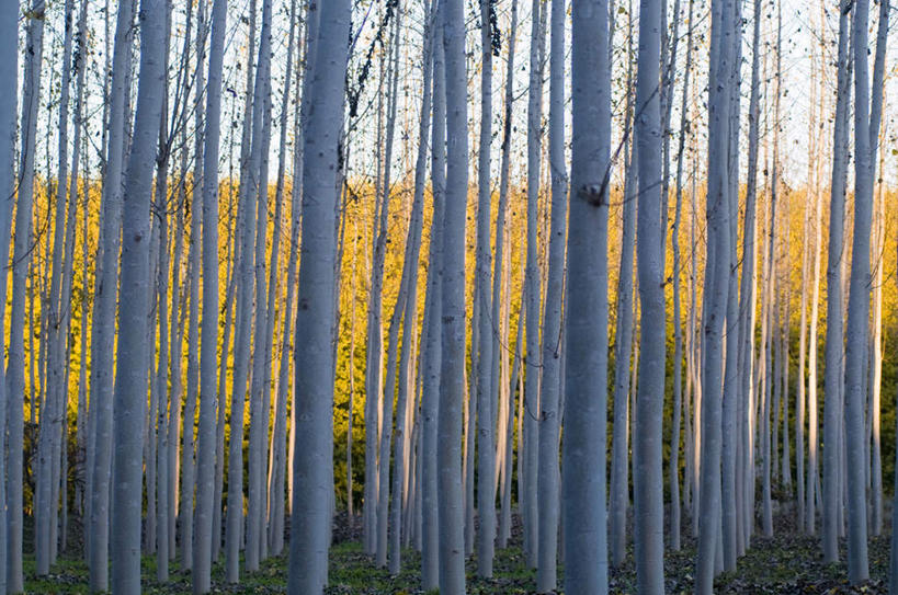 无人,横图,室外,白天,正面,旅游,度假,美景,树林,植物,欧洲,景观,娱乐,树,树木,绿色,自然,享受,休闲,景色,放松,生长,成长,南欧,自然风光,伊比利亚半岛,伊比利亚,彩图