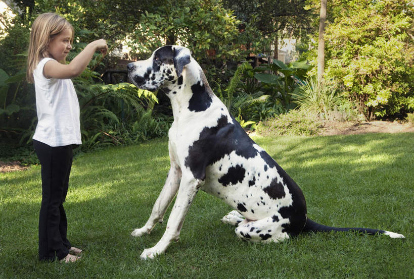 点心,西方人,儿童,一个人,站,横图,室外,白天,侧面,纯洁,草地,草坪,植物,宠物,狗,欧洲,欧洲人,仅一个女性,仅一个人,握,阴影,服装,光线,影子,食品,斑点狗,大麦町犬,营养,拿,拿着,注视,休闲装,草,树,树木,食物,一只,小孩,衣服,绿色,阳光,自然,动物,饼干,零食,观察,看,站着,仅一个小孩,休闲,休闲服,可爱,童年,童趣,握着,服饰,生长,成长,观看,察看,狗粮,关注,饲料,童真,烂漫,无邪,忠诚,斑点犬,天真,女孩,女人,女性,白种人,孩子,犬,站立,彩图,全身,狗饼干,犬粮,女生