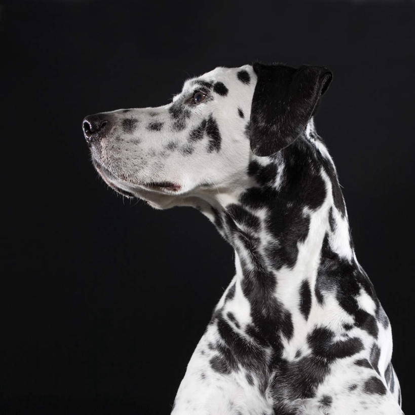 头,无人,坐,方图,室内,特写,白天,正面,宠物,狗,黑色背景,斑点狗,大麦町犬,扭头,注视,一只,白色,黑色,动物,观察,看,转头,可爱,摄影,影棚,观看,察看,关注,忠诚,斑点犬,头部,犬,坐着,半身,彩图,影棚拍摄,拍摄