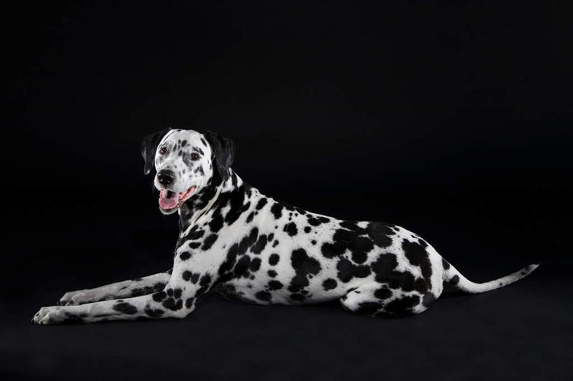无人,躺,横图,室内,白天,侧面,宠物,狗,黑色背景,斑点狗,大麦町犬,扭头,注视,一只,白色,黑色,动物,观察,看,张嘴,转头,可爱,摄影,影棚,观看,察看,关注,张大嘴巴,忠诚,斑点犬,卧着,张开嘴,犬,躺着,卧,彩图,全身,影棚拍摄,拍摄