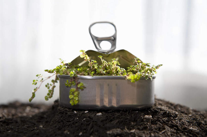 无人,横图,室内,特写,白天,正面,植物,一堆,堆叠,堆积,朦胧,模糊,罐头,罐子,泥土,土壤,幼苗,绿色,自然,嫩芽,生长,成长,堆,罐头食品,秧苗,新苗,彩图