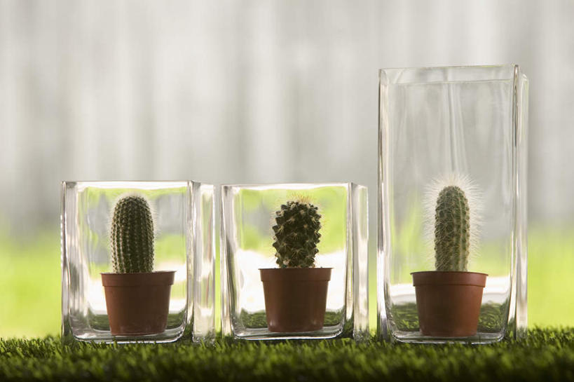 无人,横图,室外,特写,白天,正面,草地,草坪,植物,仙人掌,一排,朦胧,模糊,整齐,火焰,盆栽,草药,盆景,中药,草,排列,绿色,自然,生长,成长,三盆,队列,药材,中草药,中药材,本草,牛舌头,玉芙蓉,仙巴掌,火掌,霸王树,彩图