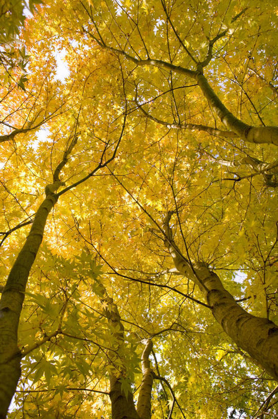 无人,竖图,室外,白天,仰视,旅游,度假,美景,秋季,植物,叶子,英国,欧洲,景观,绿叶,树桩,娱乐,英格兰,树,树干,树木,绿色,自然,享受,休闲,嫩叶,木桩,景色,放松,生长,成长,西欧,自然风光,大不列颠,大不列颠及北爱尔兰联合王国,大不列颠联合王国,日不落英帝国,英吉利,萨默塞特郡,萨默塞特,叶,叶片,秋,秋天,彩图,低角度拍摄