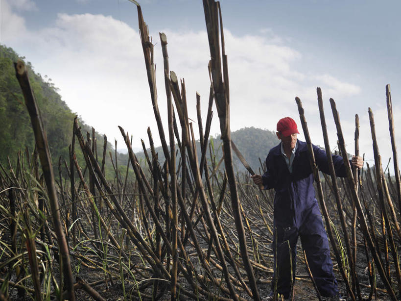 西方人,一个人,农民,农田,站,横图,室外,白天,正面,庄稼,农作物,帽子,水果,欧洲,欧洲人,仅一个男性,仅一个人,仅一个中年男性,一把,废弃,握,阴影,服装,新鲜,光线,影子,云,云朵,生食,食品,果实,甘蔗,云彩,注视,休闲装,运动帽,食物,衣服,红色,蓝色,白云,蓝天,天空,阳光,天,观察,看,站着,休闲,休闲服,鸭舌帽,握着,服饰,有机食品,绿色食品,晴朗,观看,察看,关注,销毁,镰刀,农具,一顶,农人,耕具,糖蔗,竹蔗,烧毁,割刀,男人,男性,中年男性,白种人,晴空,农夫,站立,半身,彩图,耕地,庄稼田