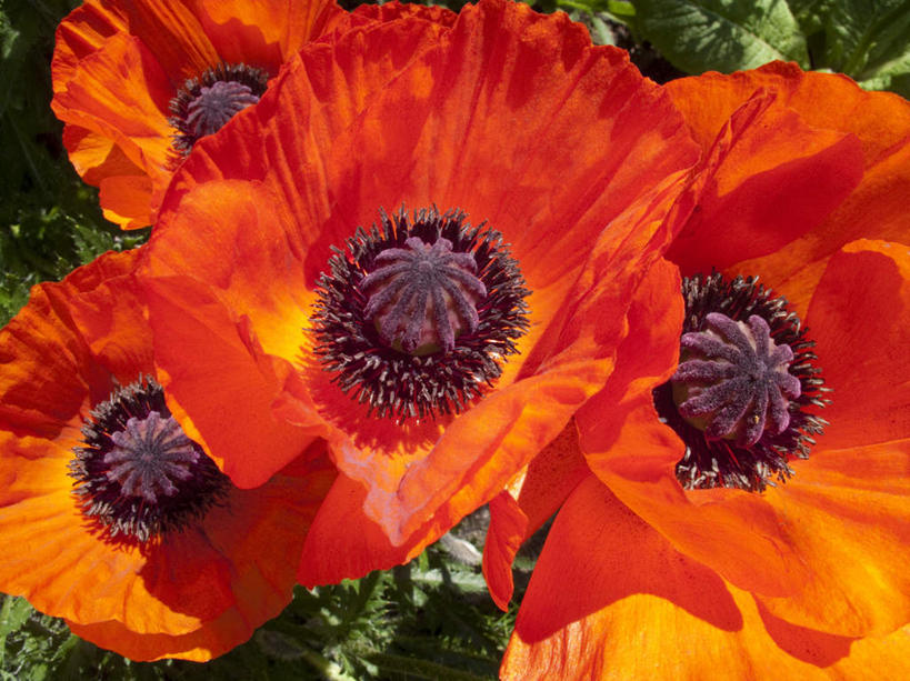 无人,横图,室外,特写,白天,正面,美景,植物,罂粟,英国,欧洲,阴影,光线,影子,景观,草药,英格兰,中药,红色,阳光,自然,四个,景色,毒品,西欧,自然风光,药材,中草药,大不列颠,中药材,本草,大不列颠及北爱尔兰联合王国,止痛,镇静,安眠,红罂粟,大不列颠联合王国,日不落英帝国,英吉利,萨默塞特郡,萨默塞特,罂粟花,彩图